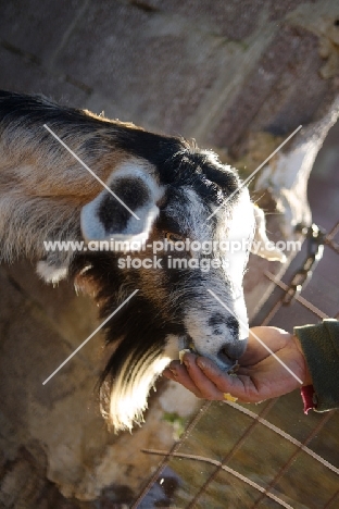 goat eating from man's hand