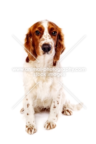 Welsh Springer Spaniel