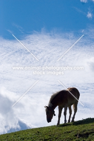 Haflinger silhouette