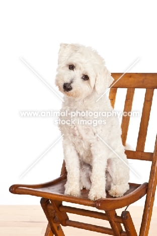 Havanese mix on chair