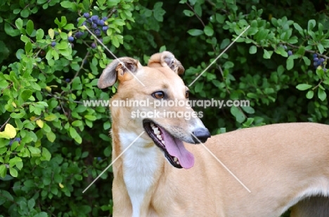 fawn greyhound, ex racer, all photographer's profit from this image go to greyhound charities and rescue organisations