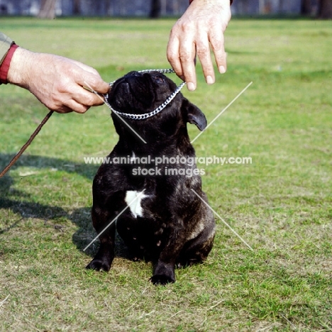 putting a choke chain on a french bulldog