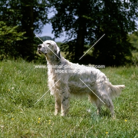 champion english setter, best in show crufts, 1964