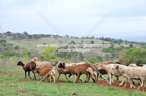 Nguni sheep flock