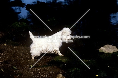 west highland white terrier standing on rocks