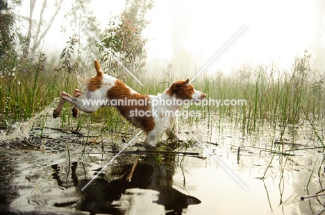 Brittany spaniel jumping into water