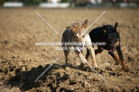 two dogs running free in a field