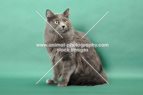 Nebelung sitting down