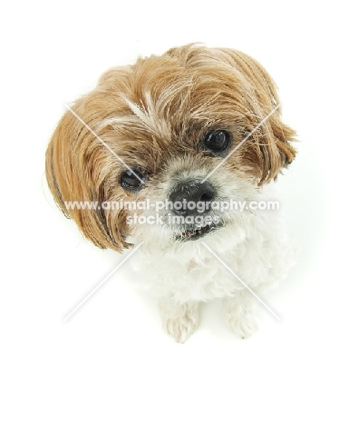 Shih Tzu close up on white background