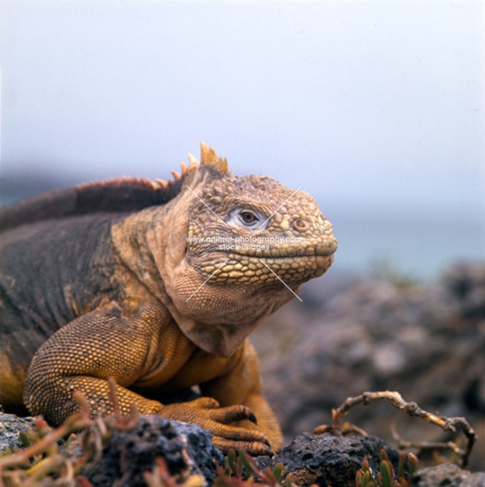 land iguana on south plazas island, galapagos, looking at camera, 