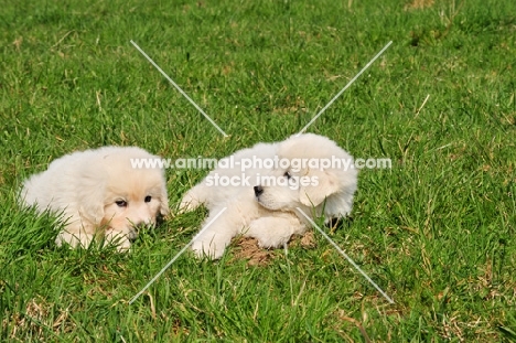 Polish Tatra Herd Dog puppies lying down