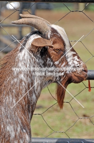 Zulu goat