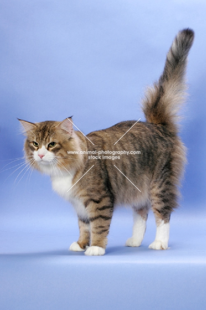 Brown Mackerel Tabby & White Norwegian Forest cat, tail up