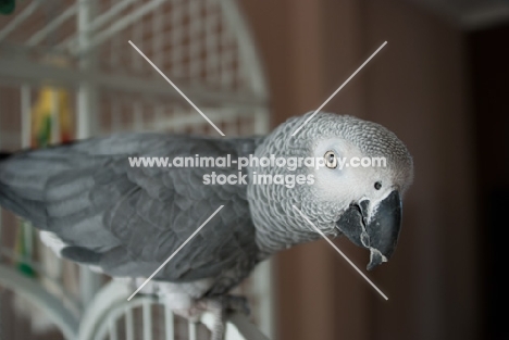 African Grey Parrot on cage door
