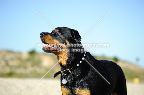 cheerful Rottweiler