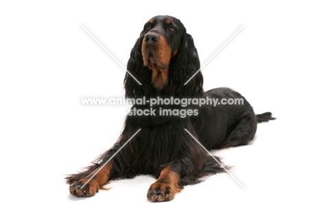 Australian Champion Gordon Setter on white background