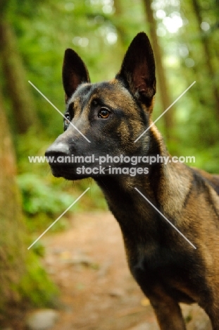 alert looking Malinois