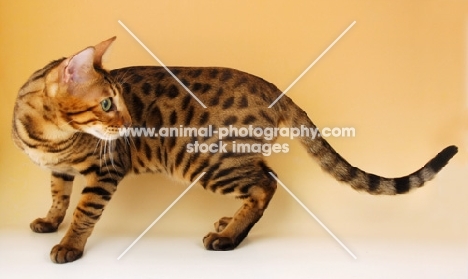 brown spotted bengal looking back