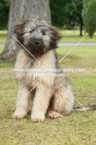 Gos d'Atura puppy (aka Catalan Sheepdog)