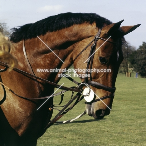 an eventing horse in the collecting ring at badminton, 