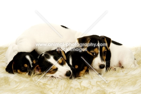 four tired Jack Russell puppies