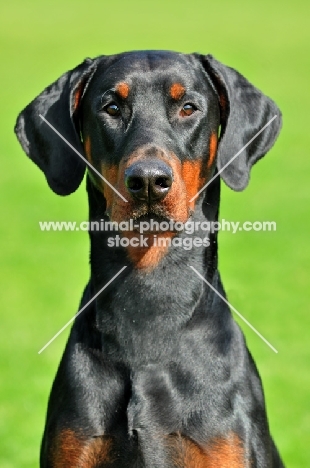 black and tan dobermann head study