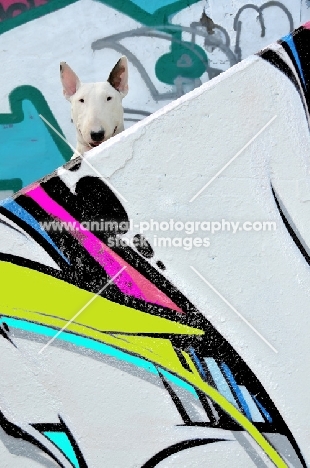 Bull Terrier with graffiti
