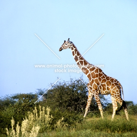 reticulated giraffe walking in samburu np africa