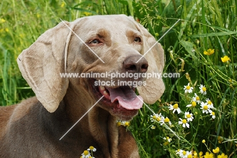 weimaraner allround talent gundog