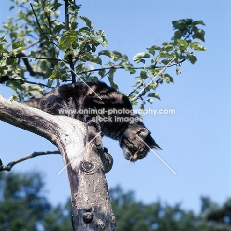 tabby cat climbing down a tree