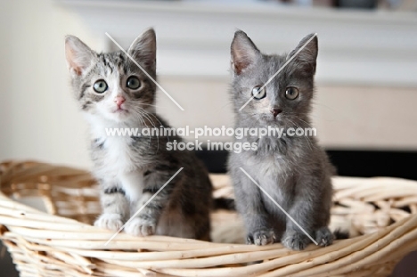 two kittens perching on edge of basket