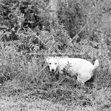 terrier in undergrowth