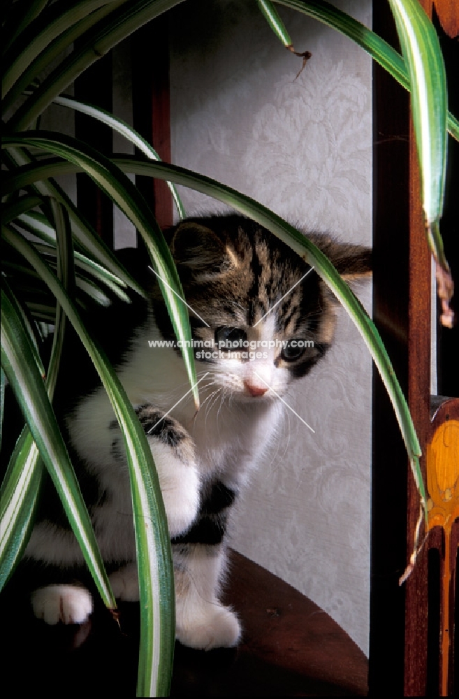 kitten near a plant