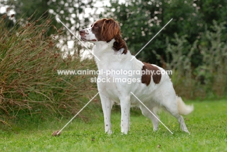 Dutch Partridge dog