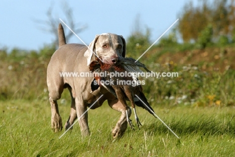 Weimaraner retrieving bird