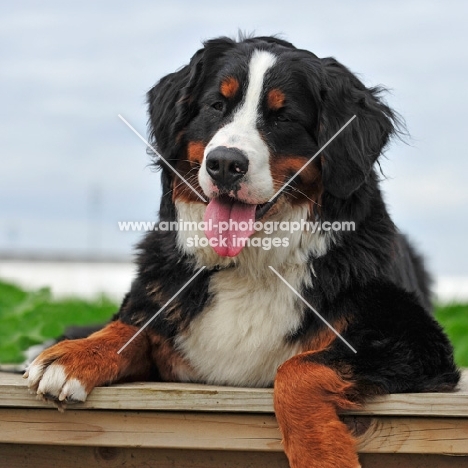 Bernese Mountain Dog