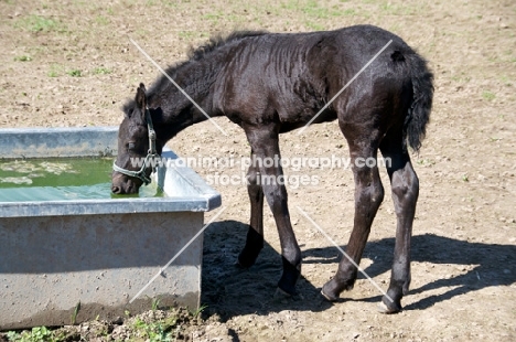 Friesian foal drinking