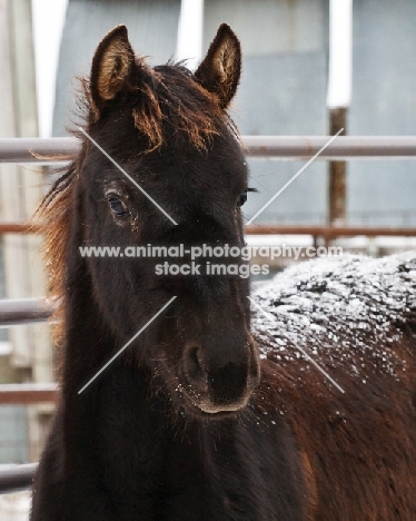 Morgan horse with snow on back