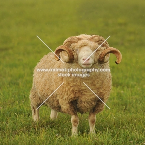 Dorset horn ram in field