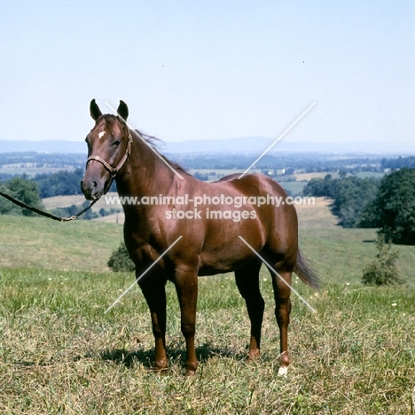 steel creek, quarter horse in usa