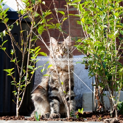 Maine Coon young cat looking through shrubbery