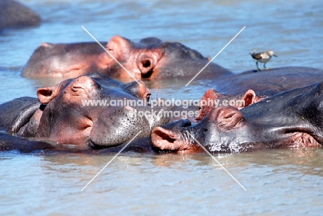 Happy Hippos