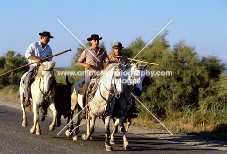 bandido, gardiens escorting a bull to games on road near les saintes maries de la mer, camargue ponies