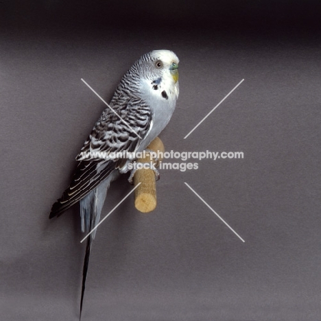 budgerigar on perch