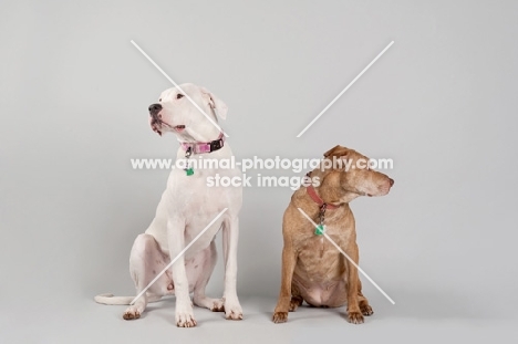 Dogo Argentino and American Staffordshire Terrier sitting in studio.