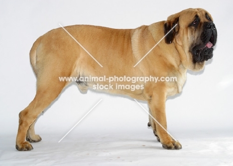 apricot coloured Mastiff