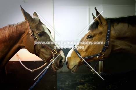 two Dutch Warmbloods looking at each other