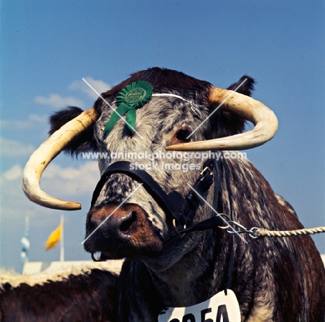 longhorn bull at a show