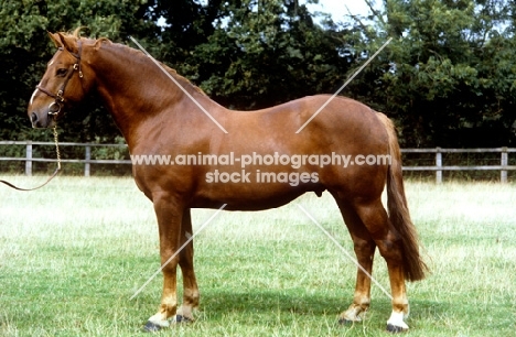 irish draught horse