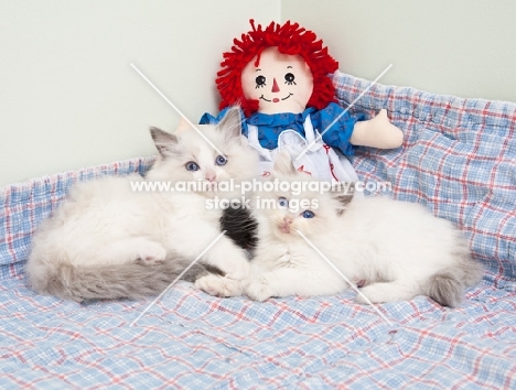 Ragdoll kittens with doll